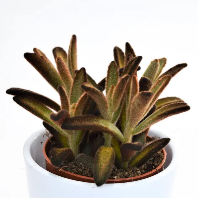 pasiora-kalanchoe-tomentosa-chocolate-soldier-sukkulente-9cm-topf image 1