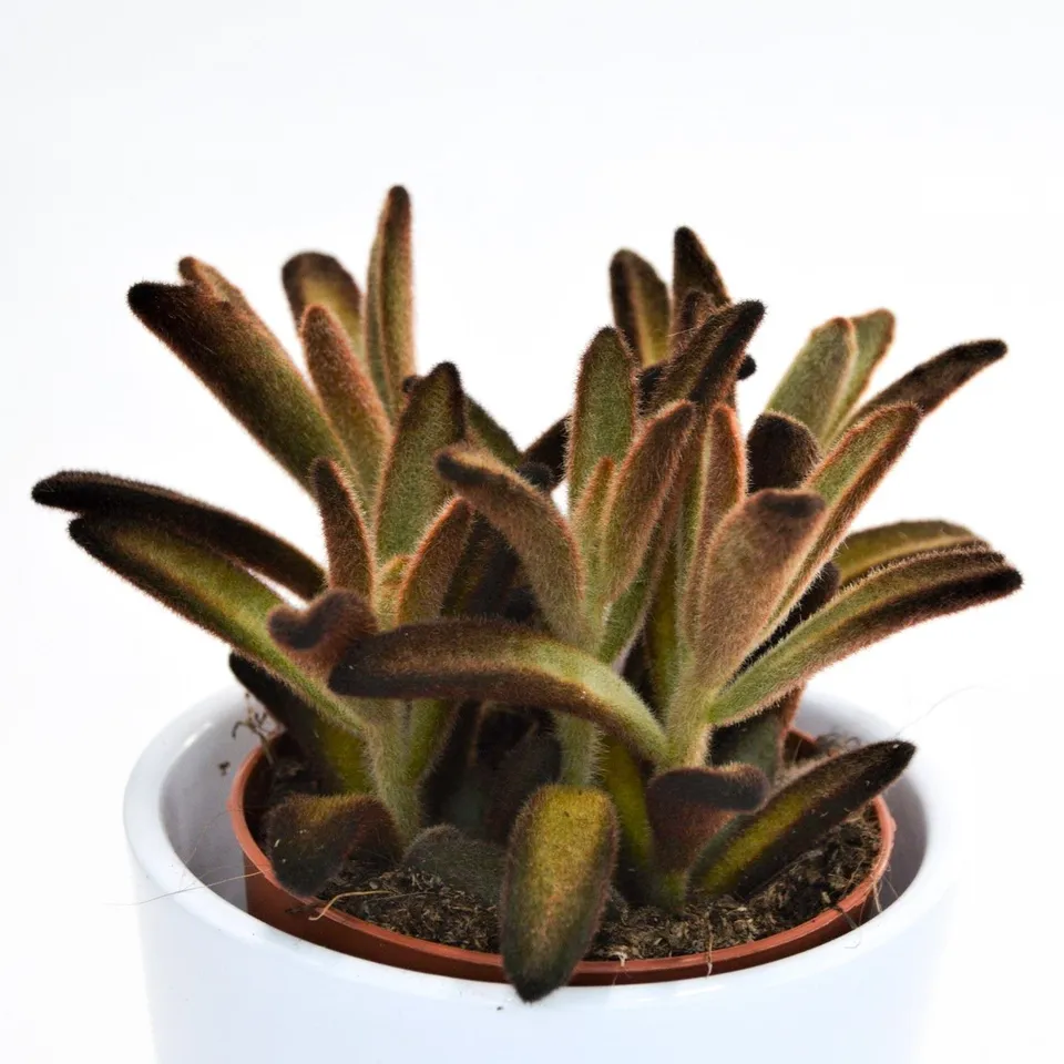 pasiora-kalanchoe-tomentosa-chocolate-soldier-sukkulente-9cm-topf image 1