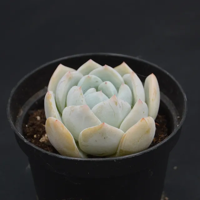 pasiora-echeveria-snow-rarit-t-sukkulente-einzelst-ck-indoor image 1