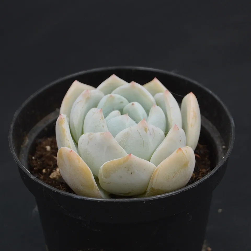 pasiora-echeveria-snow-rarit-t-sukkulente-einzelst-ck-indoor image 1