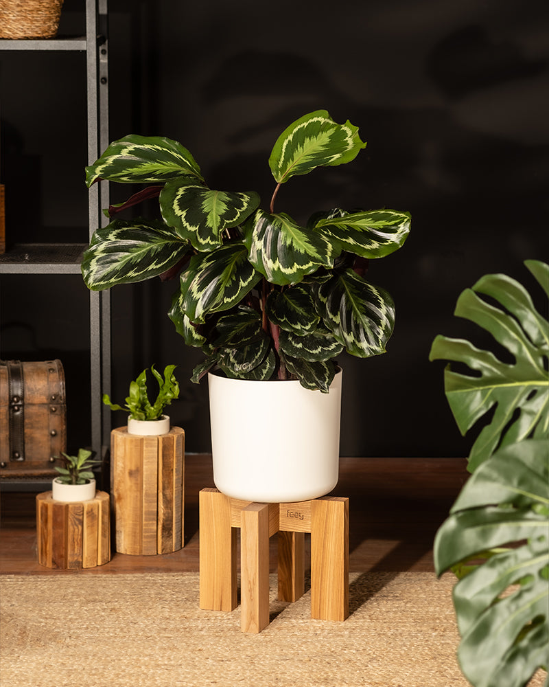 feey-calathea-roseopicta-medallion-gro-e-zimmerpflanze-50-60-cm image 4