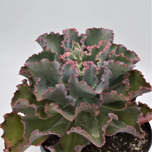 pasiora-echeveria-giant-blue-sukkulente-18cm-topf image 1
