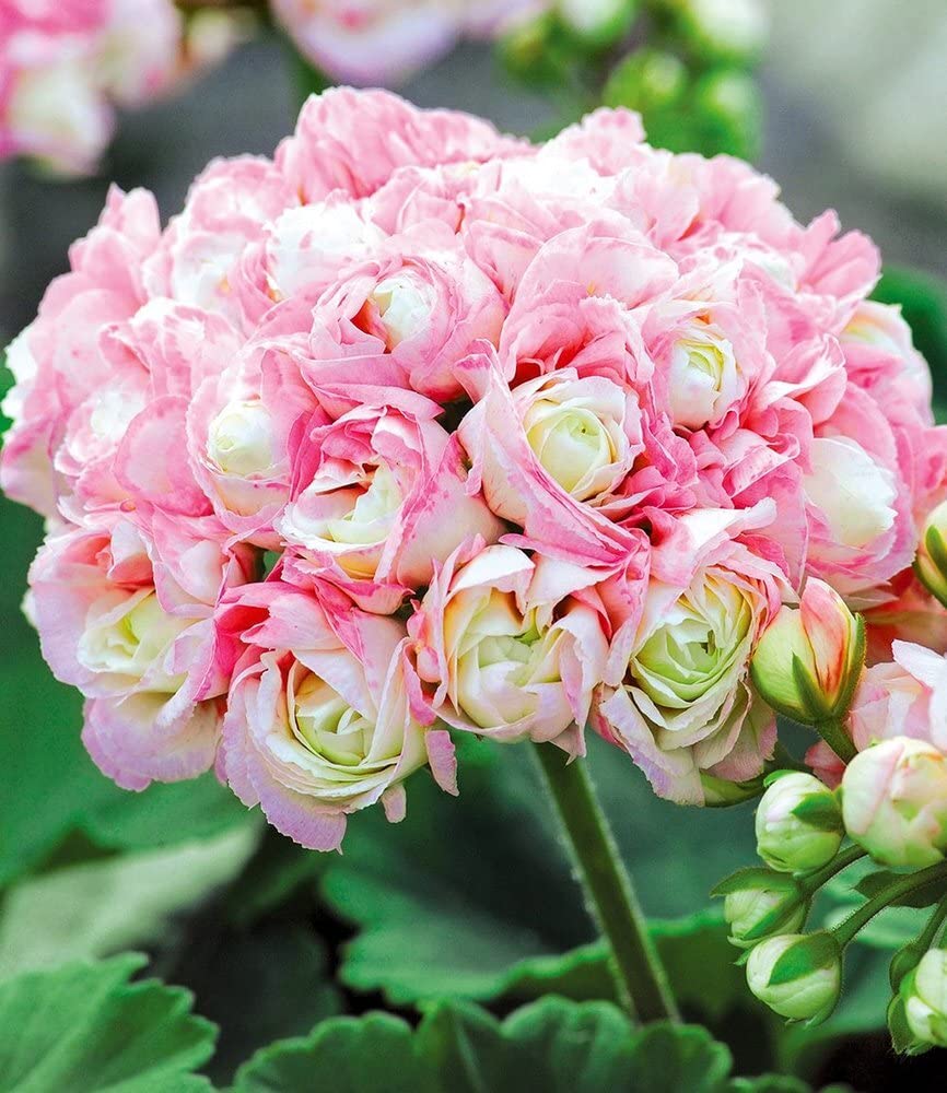 baldur-garten-stehende-geranie-appleblossom-3x-10-5-cm-topf image 2