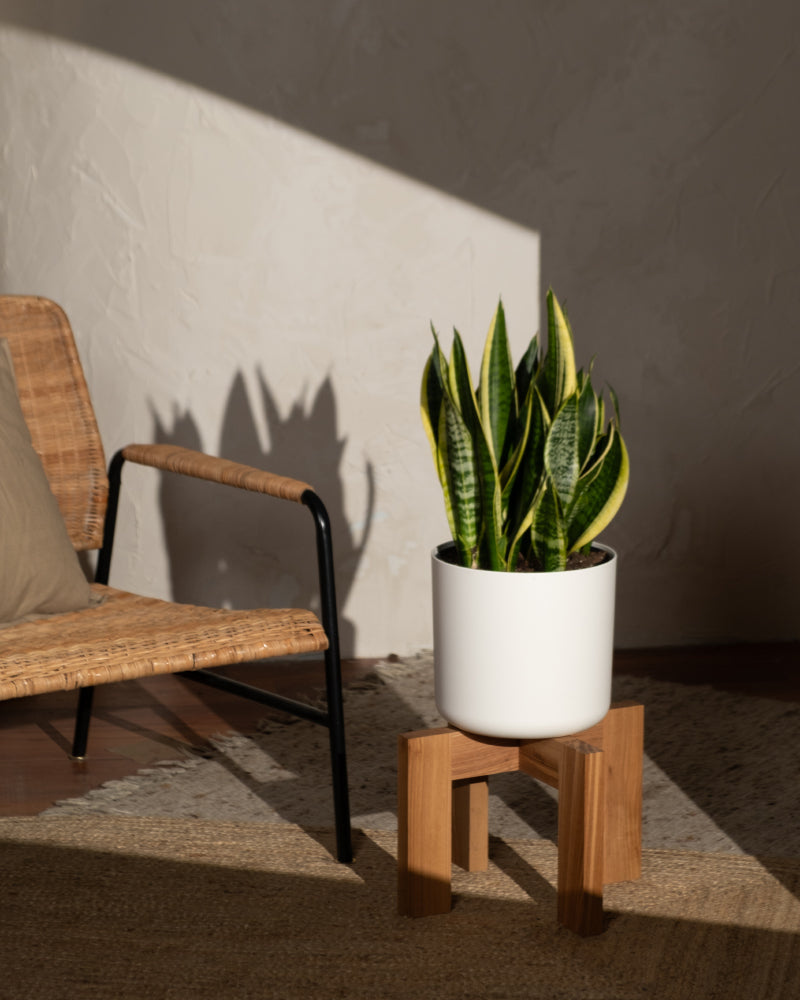 feey-gro-e-schwiegermutterzunge-laurentii-xl-60-70-cm-sansevieria image 8