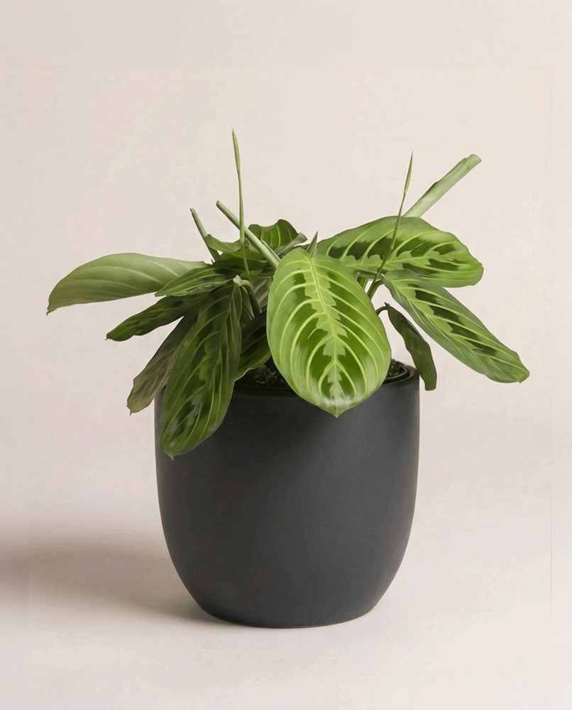 feey-maranta-lemon-lime-zimmerpflanze-klein-mittel image 5