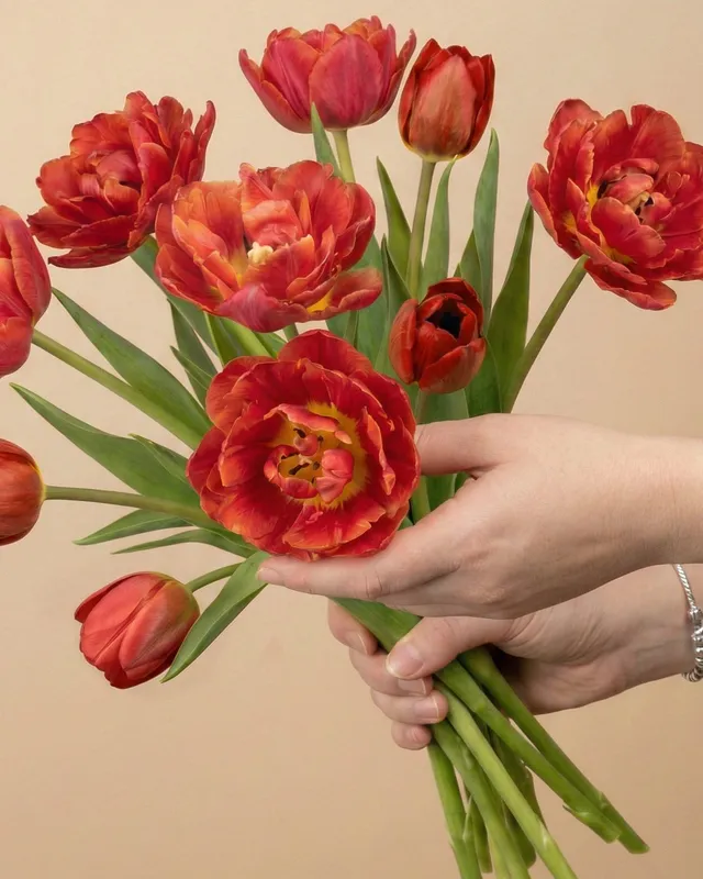 feey-tulpen-herzklopfen-tiefrot-holland image 1