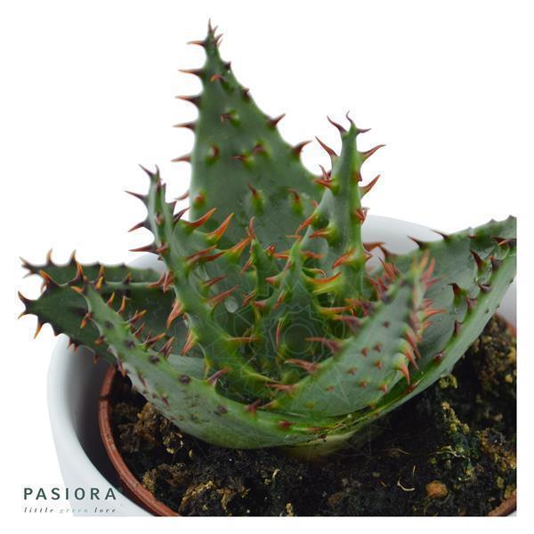 pasiora-aloe-ferox-wilde-aloe-sukkulente-5-5cm-topf image 2