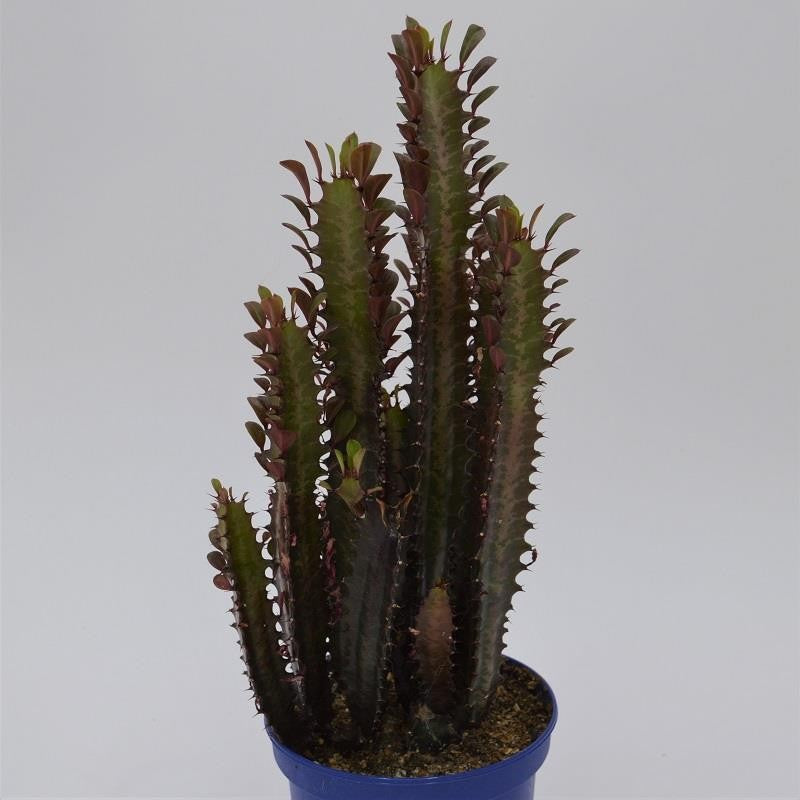 pasiora-euphorbia-trigona-rubra-sukkulente-13cm-topf-ca-30cm image 1