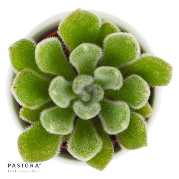 pasiora-echeveria-setosa-echeverie-sukkulente-6-cm-topf image 1