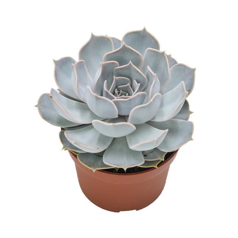 pasiora-echeveria-lilacina-sukkulente-im-10-5cm-topf image 3