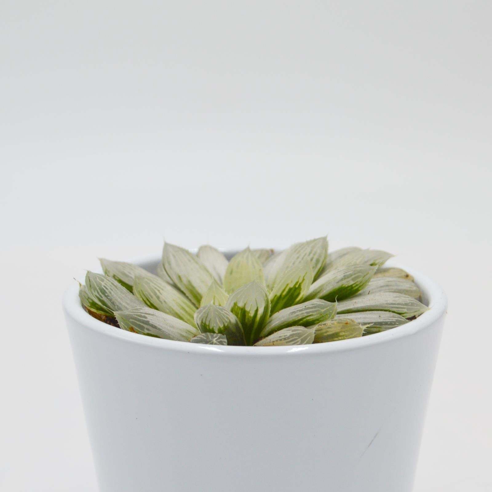 pasiora-haworthia-cooperi-f-variegata-sukkulente-8-5cm-topf image 1