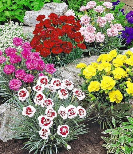 baldur-garten-5er-prachtmischung-duft-gartennelken-dianthus-plumarius-im-9x9-cm- image 2