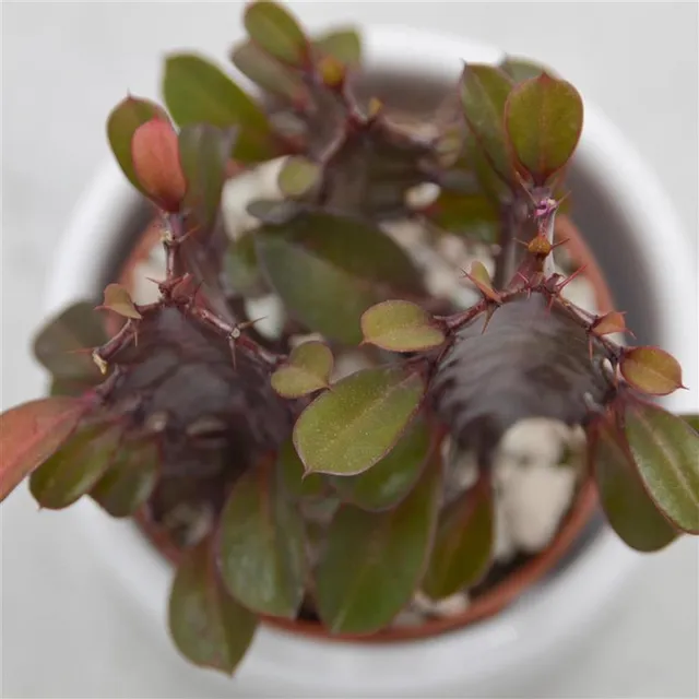 pasiora-euphorbia-trigona-rubra-sukkulente-5-5-cm-topf image 1