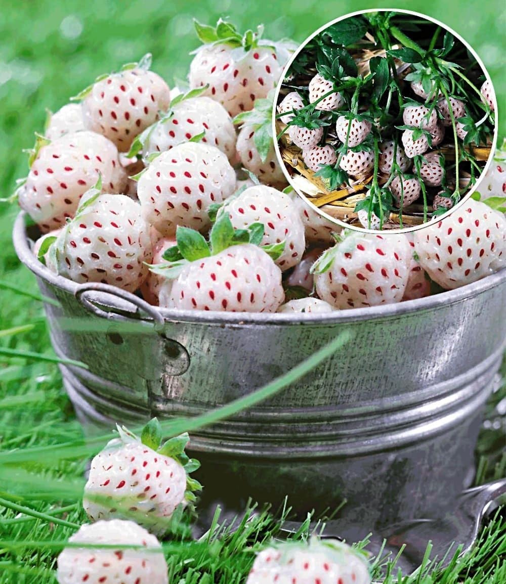 baldur-garten-kletter-erdbeere-hummi-3-pflanzen-im-7x7-cm-topf image 5