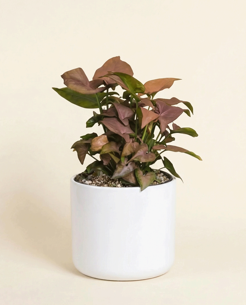 feey-syngonium-neon-schweizer-zimmerpflanze-klein-mittel image 6