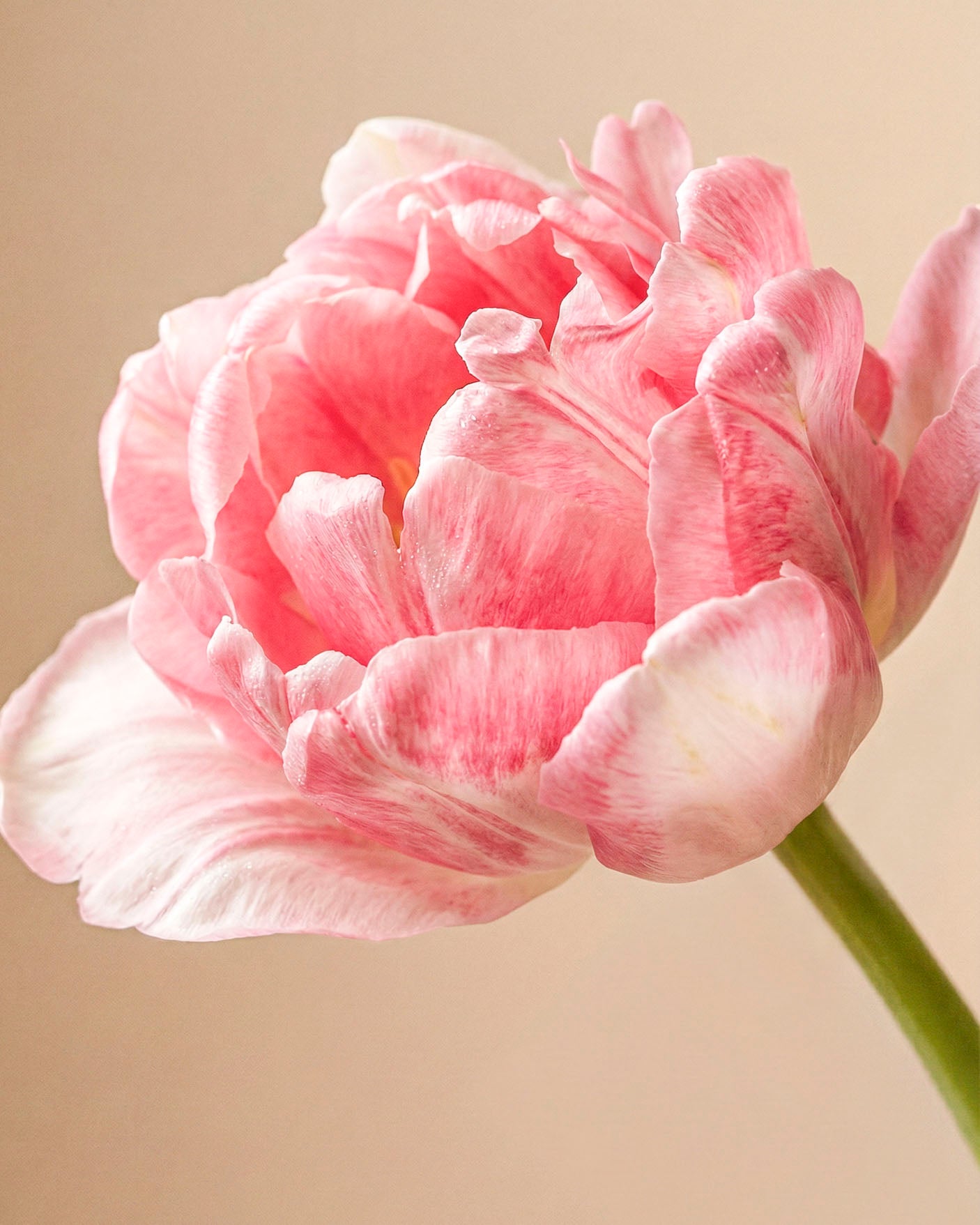 feey-tulpen-liebesgedicht-rosa-tulpenstrau image 5