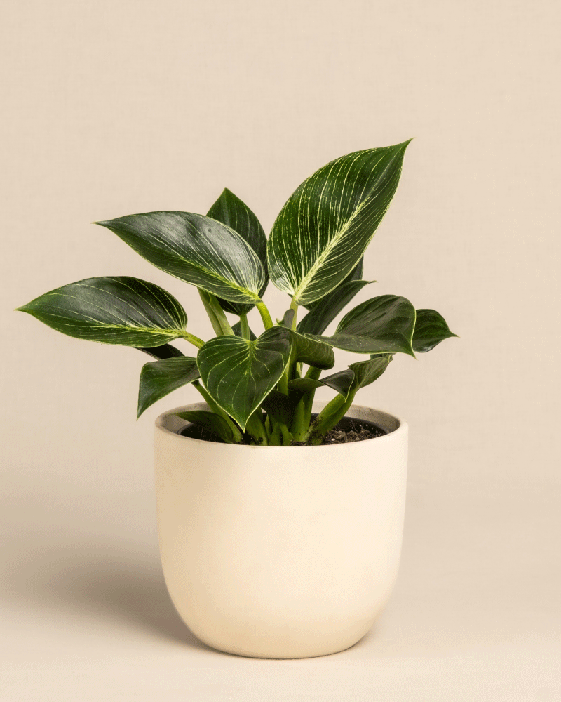 feey-philodendron-birkin-white-measure-zimmerpflanze image 6