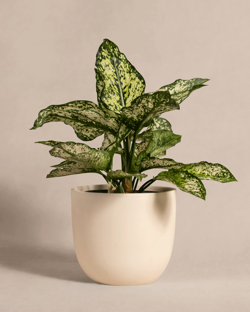 feey-aglaonema-kiwi-kolbenfaden-klein image 5