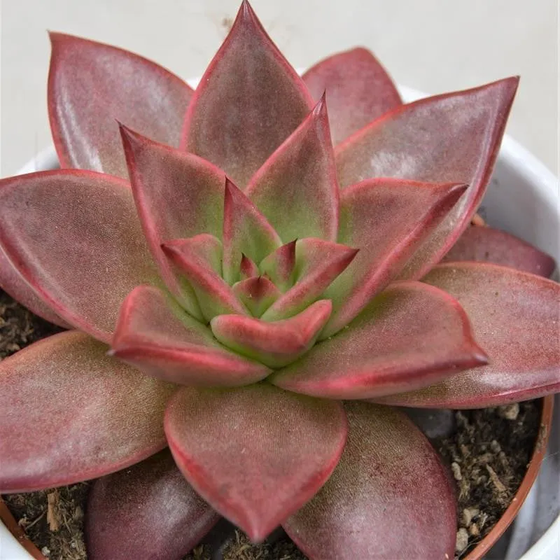 pasiora-echeveria-agavoides-romeo-rubin-10-5cm image 1