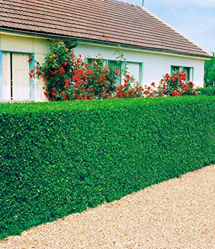 baldur-garten-3er-immergr-ne-liguster-hecke-wurzelnackt-50-60-cm image 6