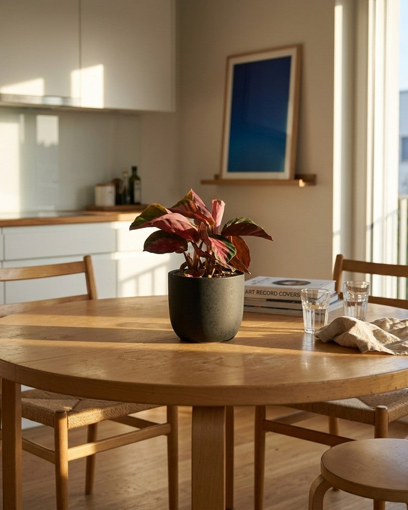 feey-calathea-rosy-korbmarante image 2