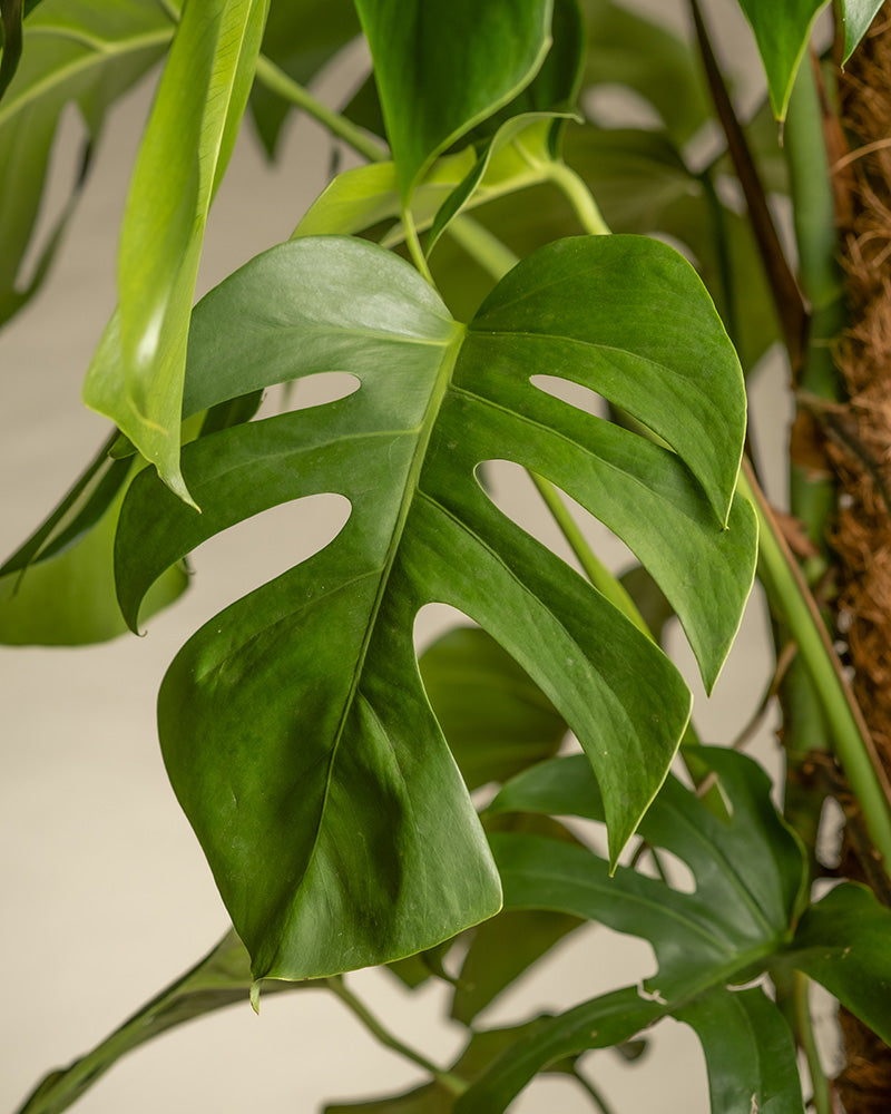 feey-monstera-xl-monstera-deliciosa-fensterblatt-zimmerpflanze-gro image 8