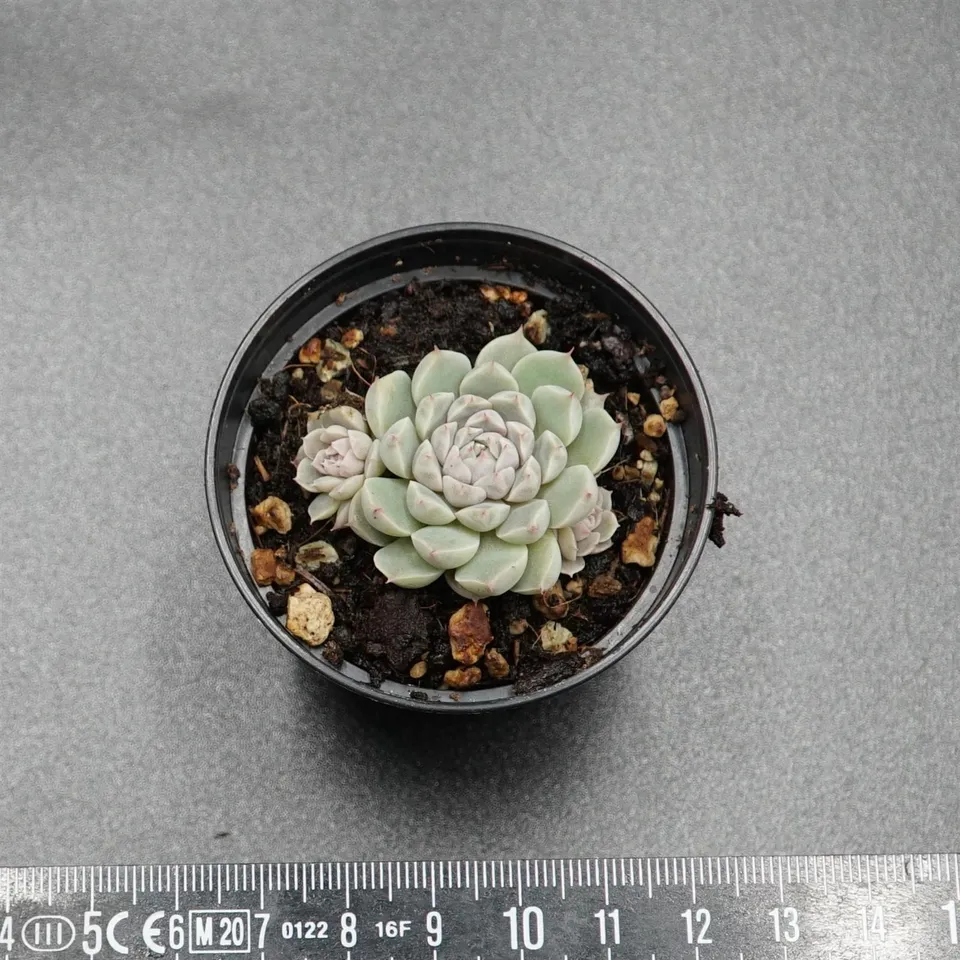 pasiora-echeveria-xingy-sukkulente-einzelst-ck-rarit-t image 1