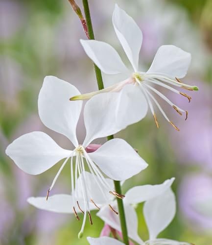 baldur-garten-2x-prachtkerze-gaura-wei-im-9x9-cm-topf image 4