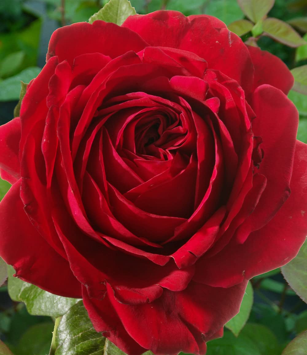 baldur-garten-delbard-kletterrose-messire-delbard-wurzelnackte-parfum-rose image 3