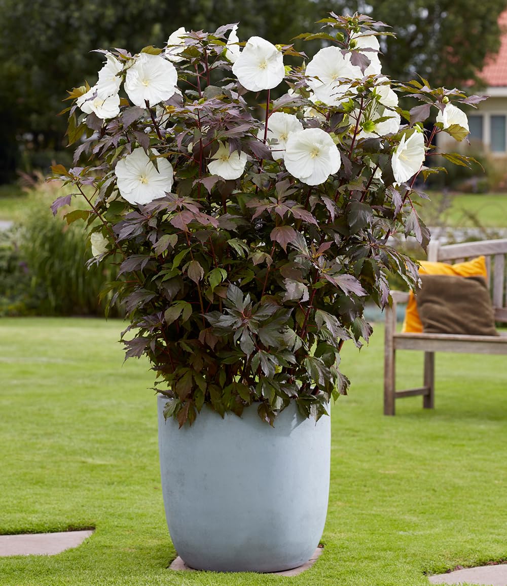 baldur-garten-hibiskus-carousel-ghost-strauch-pflanze-im-9x9-cm-topf image 2