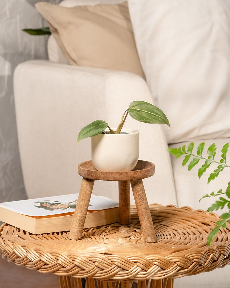 feey-philodendron-gloriosum-babypflanze-rarit-t image 4
