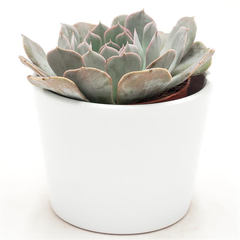 pasiora-echeveria-grey-prince-echeverie-9cm image 3
