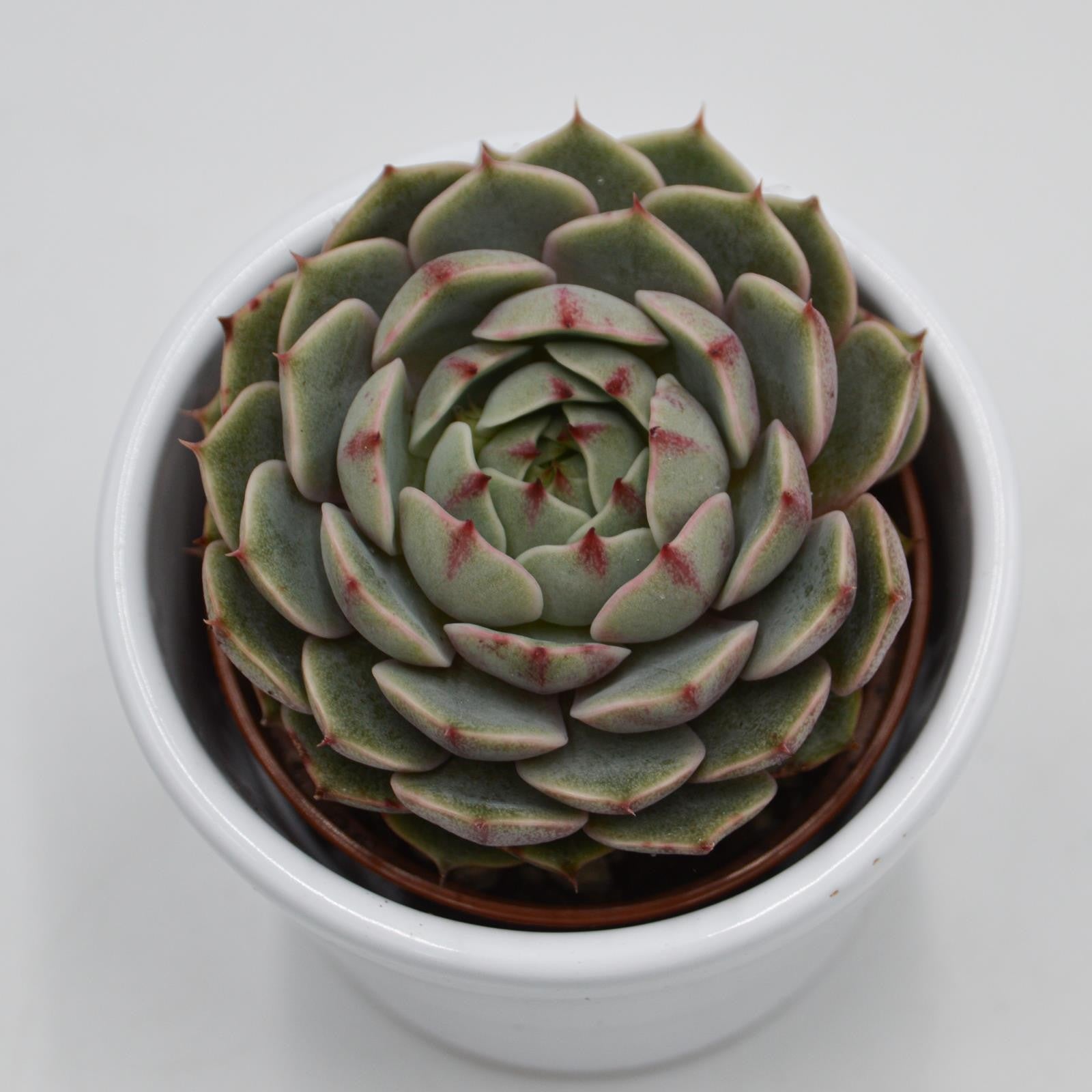 pasiora-echeveria-ben-badis-sukkulente-im-6cm-topf image 2