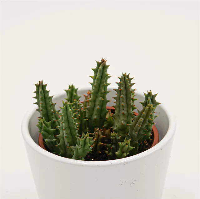 pasiora-huernia-hystrix-aasblume-sukkulente-8cm image 1