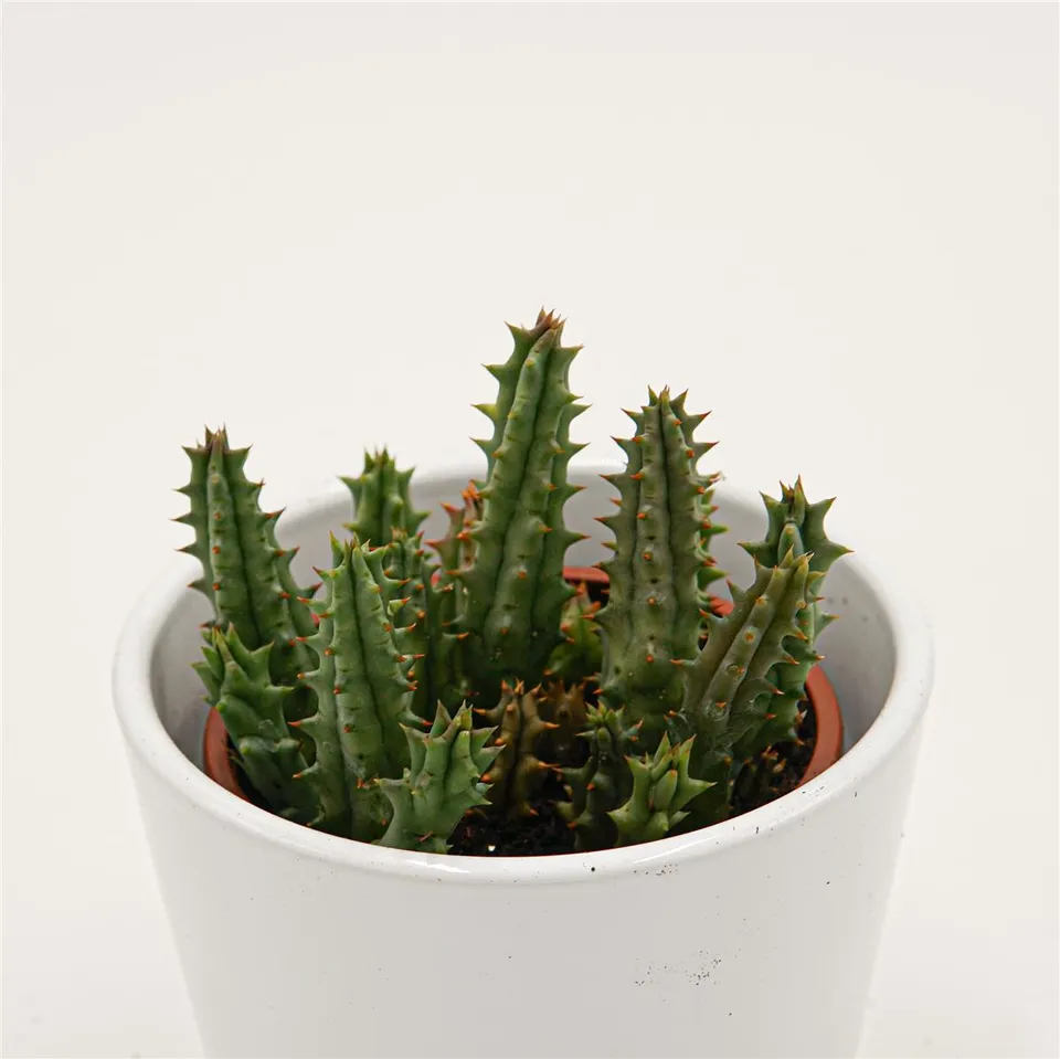 pasiora-huernia-hystrix-aasblume-sukkulente-8cm image 1