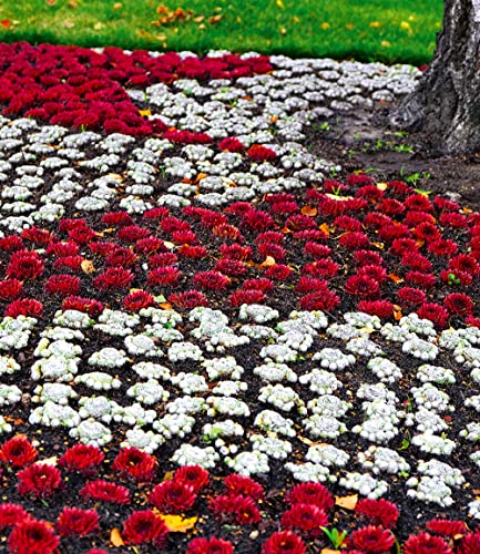 baldur-garten-sempervivum-arctic-white-coral-red-2er-set-stauden image 8