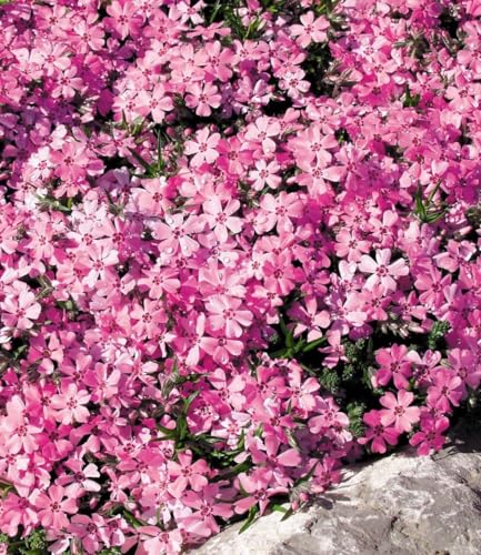 baldur-garten-8er-bodendecker-phlox-mix-flowers-of-the-sea-9x9-cm-topf image 7