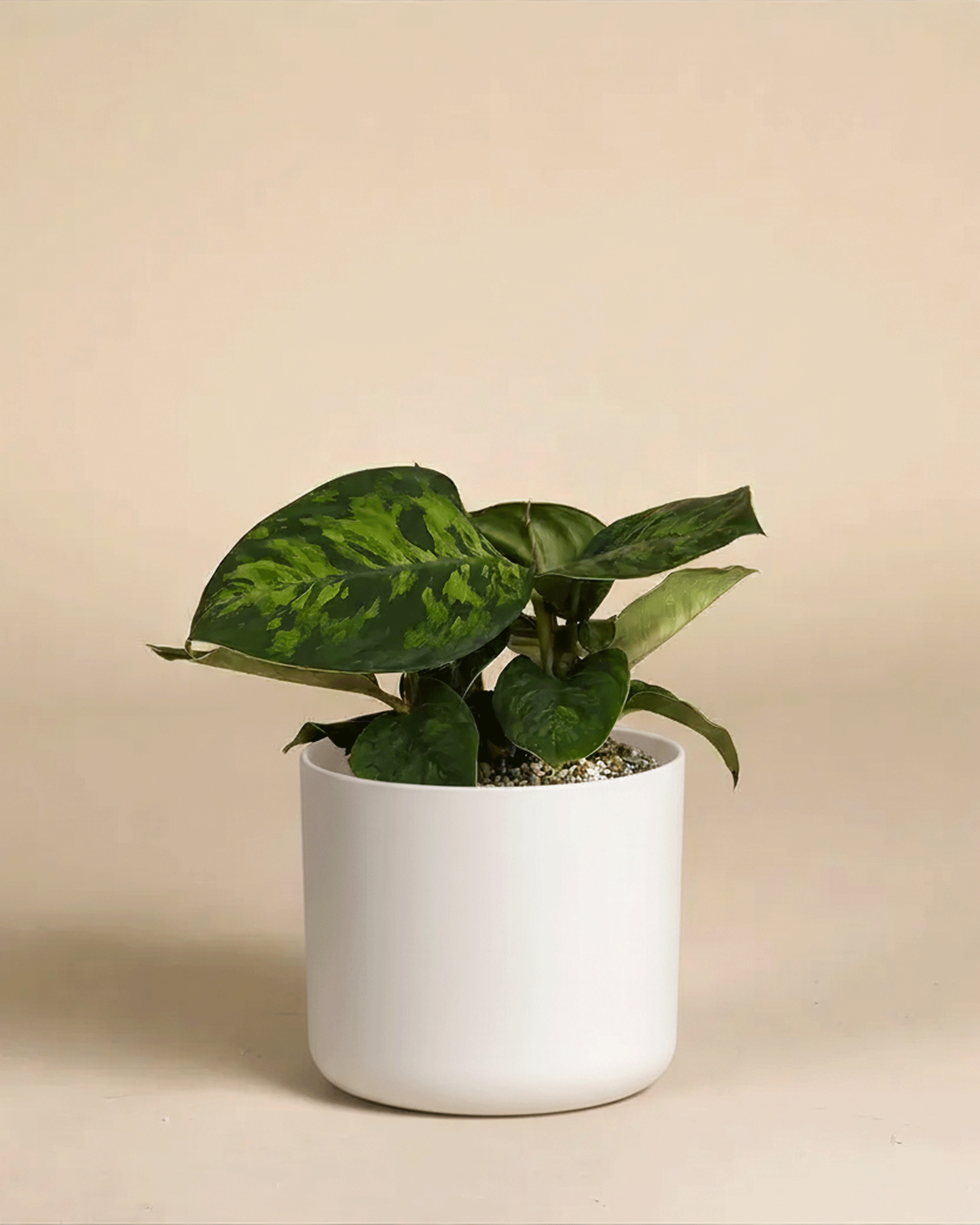 feey-homalomena-camouflage-zimmerpflanze image 8
