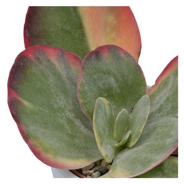 pasiora-kalanchoe-thyrsiflora-rainbow-6cm-sukkulente image 4