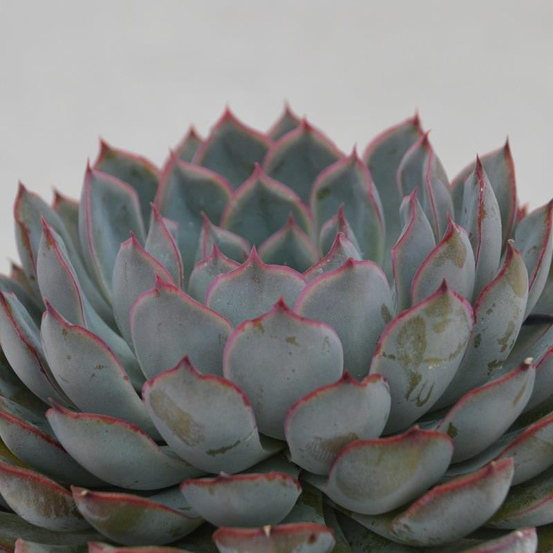 pasiora-echeveria-hercules-sukkulente-10-5cm-topf image 2