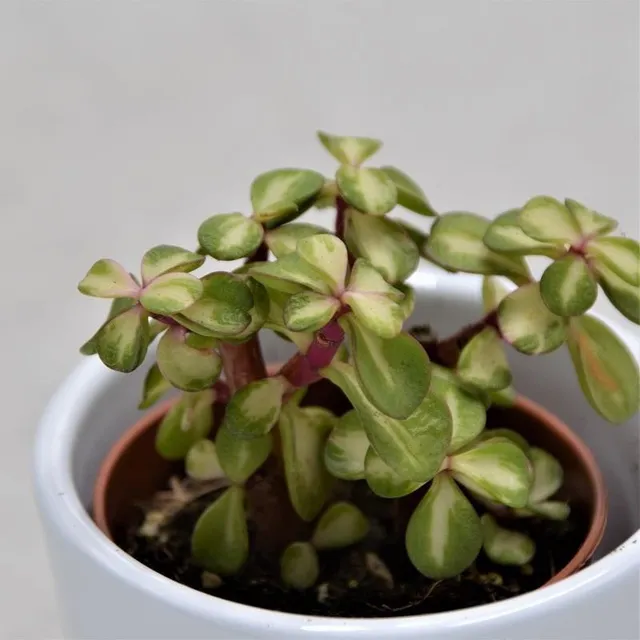 pasiora-portulacaria-afra-mediopicta-sukkulente-5-5-cm-topf image 1