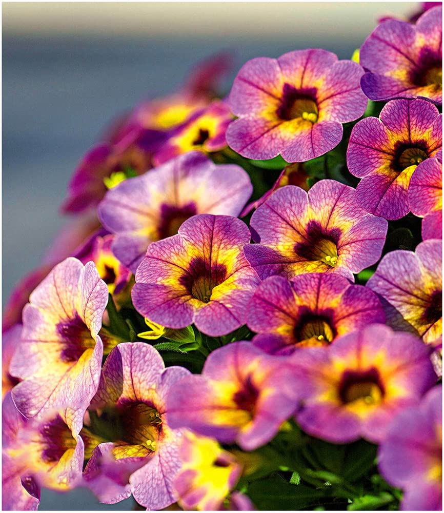 baldur-garten-zaubergl-ckchen-chameleon-blueberry-scone-calibrachoa-3-pflanzen image 1