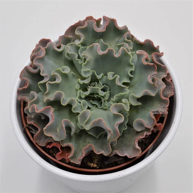 pasiora-echeveria-shaviana-curly-locks-sukkulente-10-5-cm-topf image 1