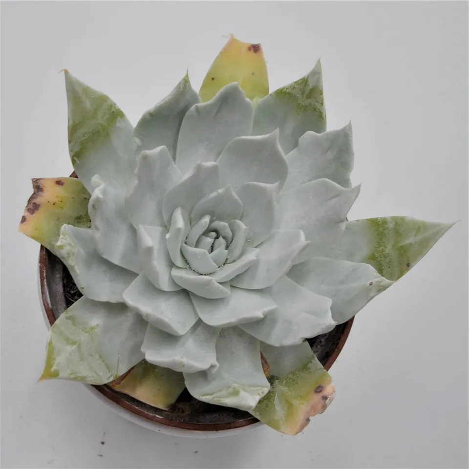 pasiora-dudleya-brittonii-sukkulente-12cm-topf image 1