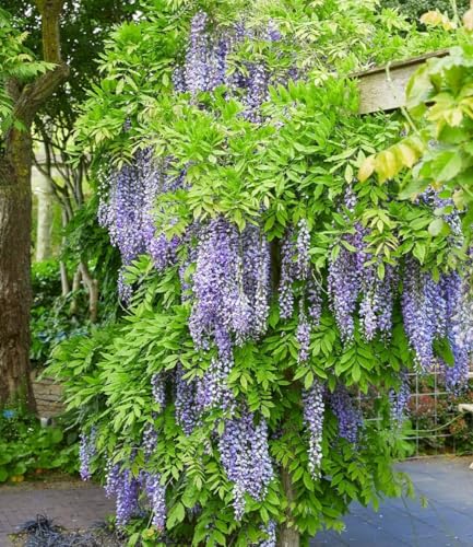 baldur-garten-blauregen-blue-moon-wisteria-2-liter-topf-60-80-cm image 4