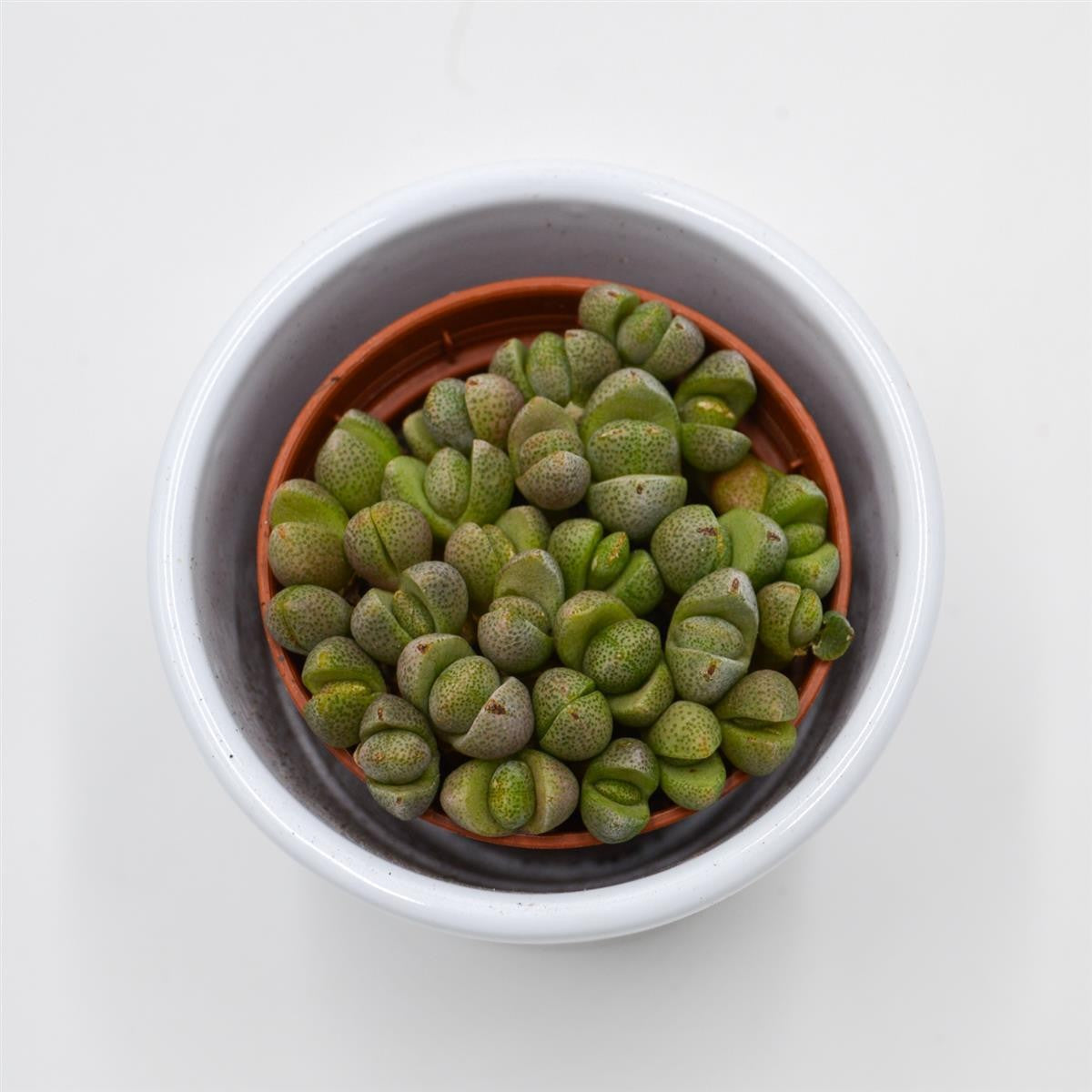 pasiora-pleiospilos-nelii-mini-lebende-steine-im-5-5cm-topf image 2