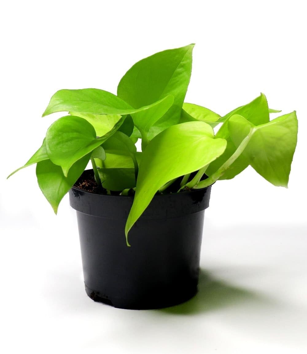 baldur-garten-efeutute-golden-pothos-zimmerpflanze-im-12-cm-topf image 2