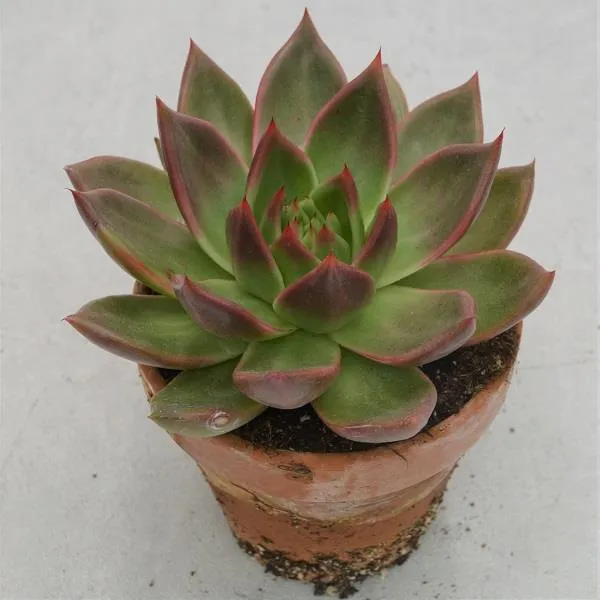 pasiora-echeveria-agavoides-mars-13cm-im-tontopf image 1