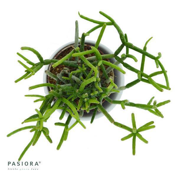 pasiora-rhipsalis-teres-f-heteroclada-korallenkaktus-6cm image 2