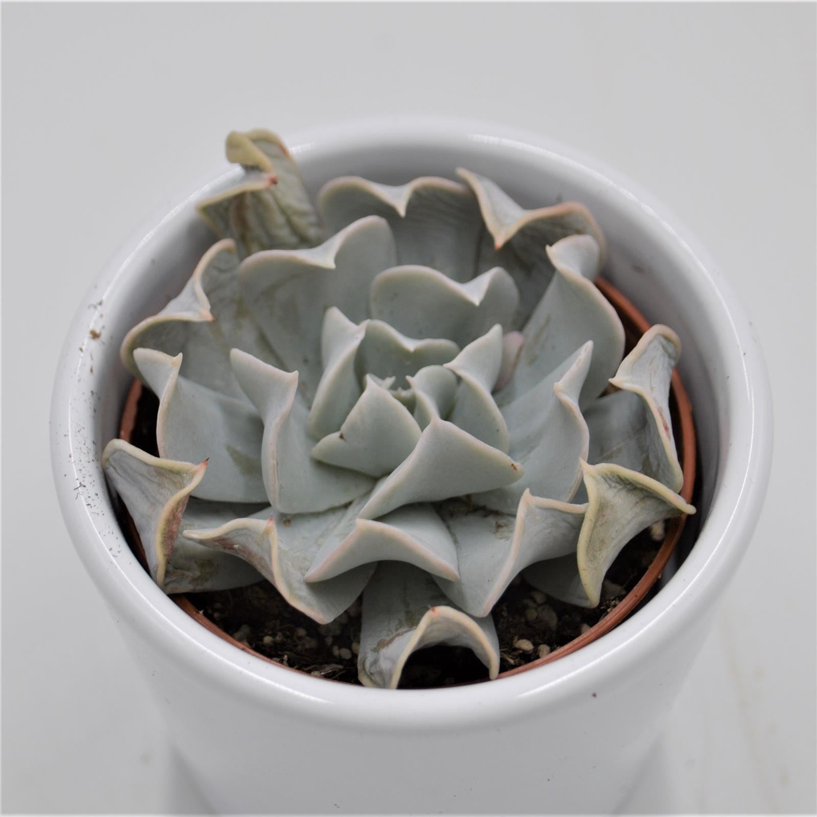 pasiora-echeveria-swan-lake-sukkulente-6cm image 1